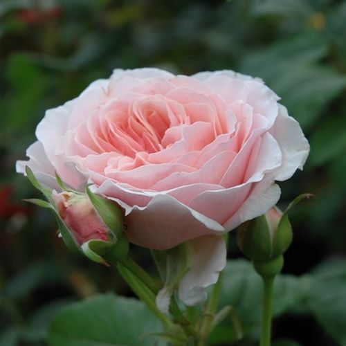 Rosa Louise De Marillac™ - rózsaszín - Csokros virágú - magastörzsű rózsafa- bokros koronaforma